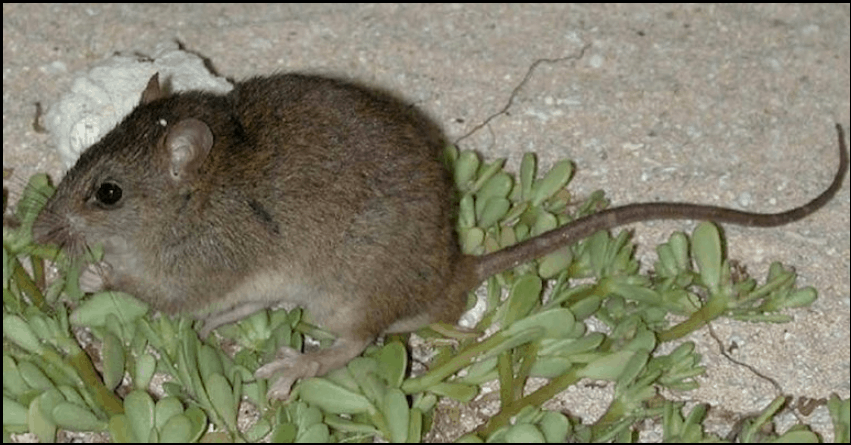 Climate Change claims its first victim: The Bramble Cay melomys is now extinct