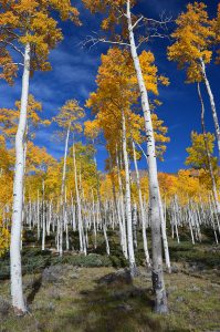 The quaking aspen colony called Pando in the US