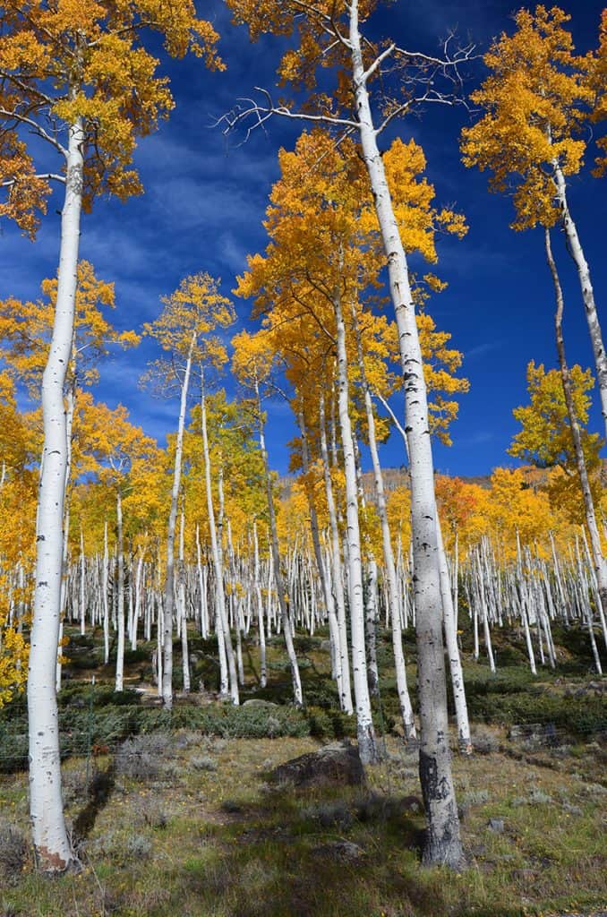 The quaking aspen colony called Pando in the US